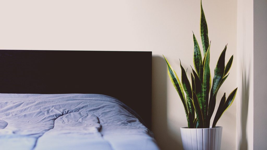 Reconnaître les signes d'une infestation de punaises de lit : que devez-vous rechercher ?